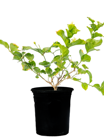 High-angle view of Jasminum sambac, showcasing its dense green foliage and small white clustered flowers. This evergreen plant grows as a shrub or can be trained as a vine, perfect for shaded gardens.