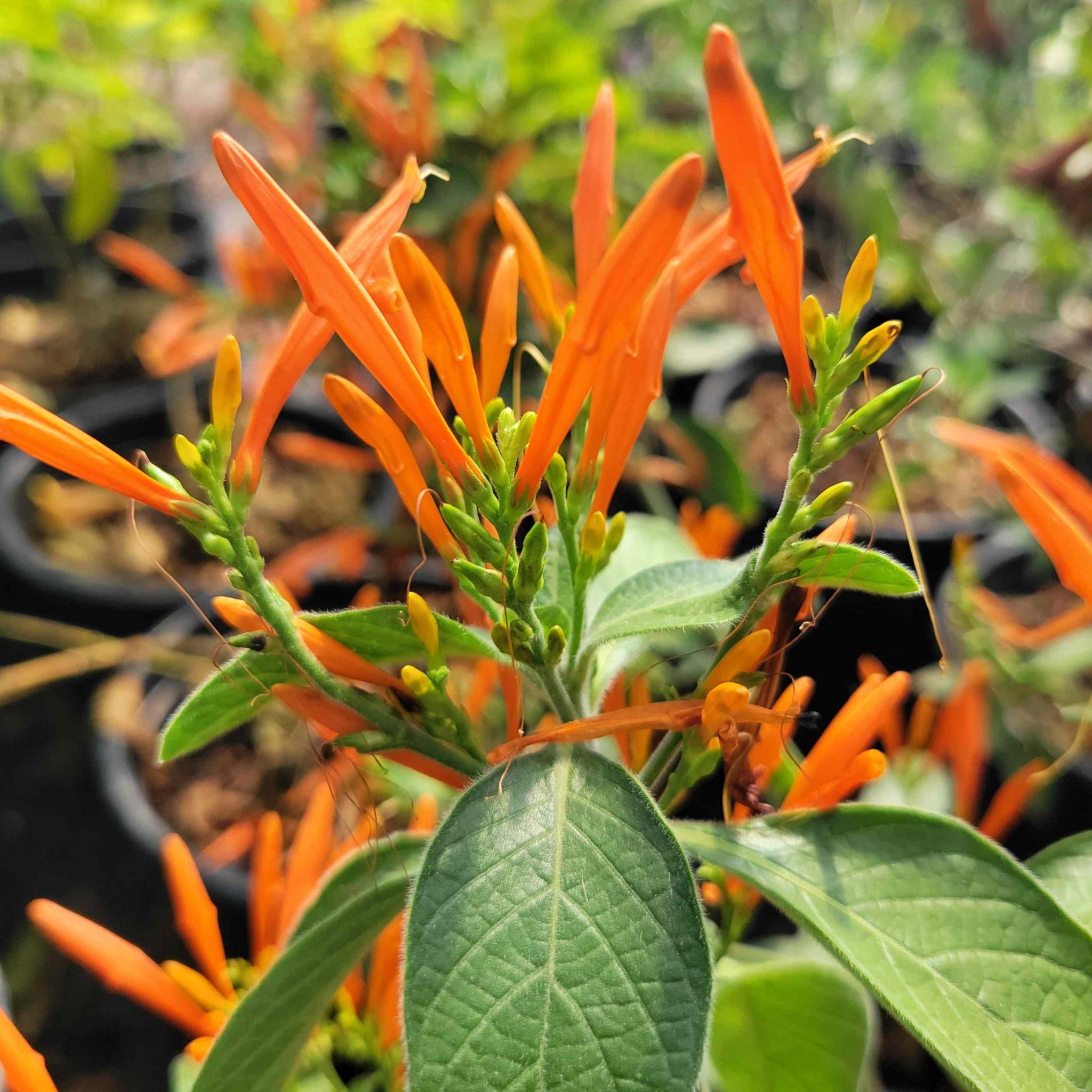 Justicia spicigera - Mexican Honeysuckle – Happy Valley Plants
