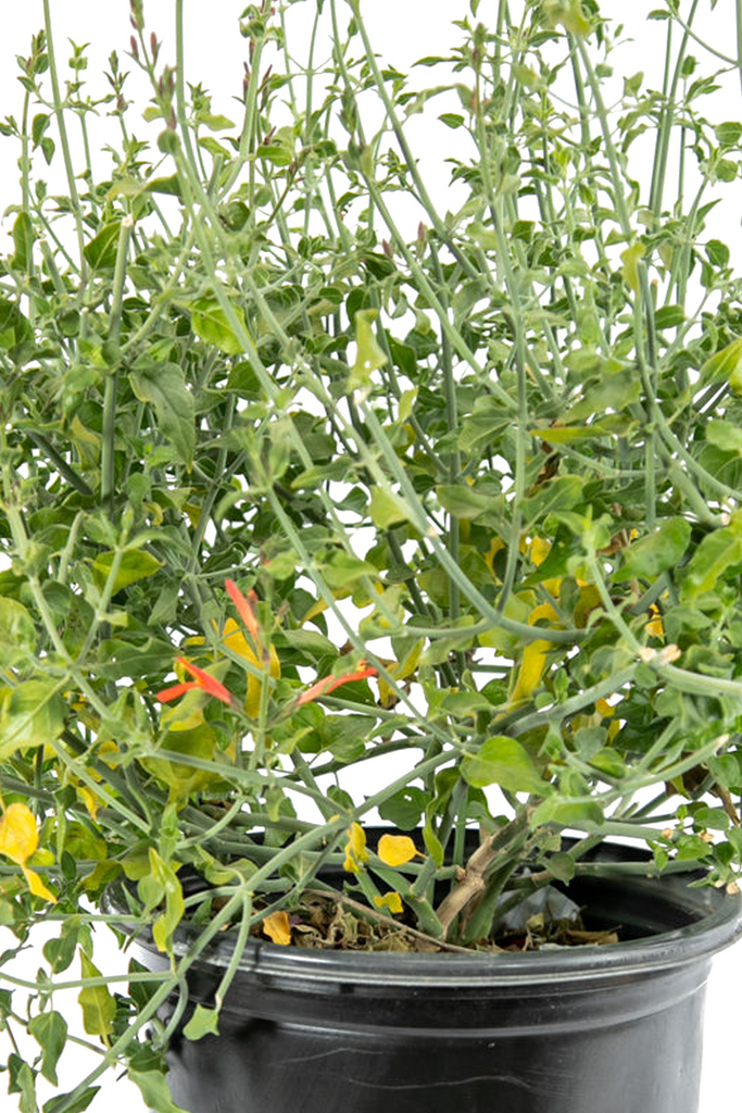 Close-up of Justicia californica flowers, featuring delicate, tubular scarlet blooms against twisting pale green stems, providing nectar for hummingbirds during winter.