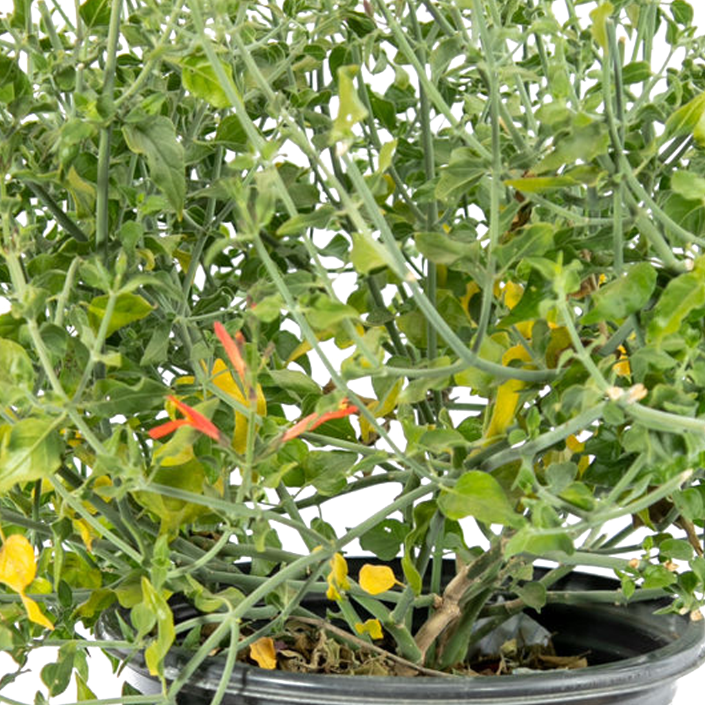 Justicia californica - Chuparosa – Happy Valley Plants