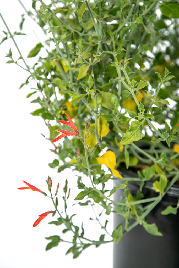 Close-up of Justicia californica flowers, featuring delicate, tubular scarlet blooms against twisting pale green stems, providing nectar for hummingbirds during winter.