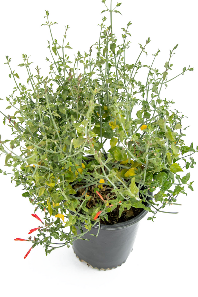Top-down view of Justicia californica, highlighting its pale green stems and vibrant scarlet red flowers, naturally spread across its rounded form.