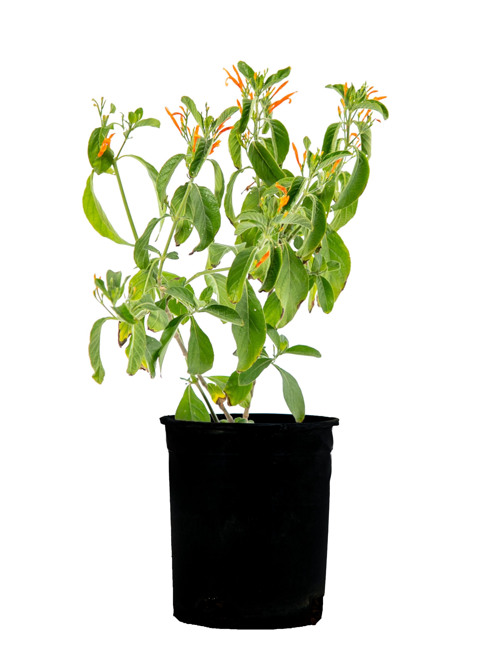 Justicia spicigera - Mexican Honeysuckle – Happy Valley Plants