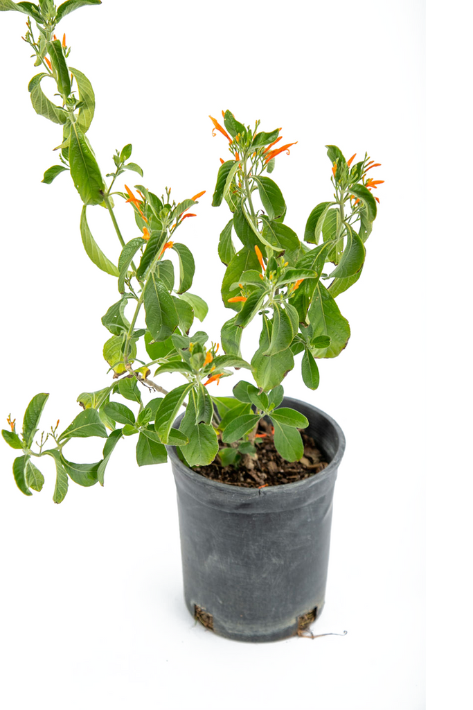 Close-up of Justicia spicigera flowers, highlighting the vivid orange tubular blooms surrounded by soft green leaves, a favorite for hummingbirds year-round.