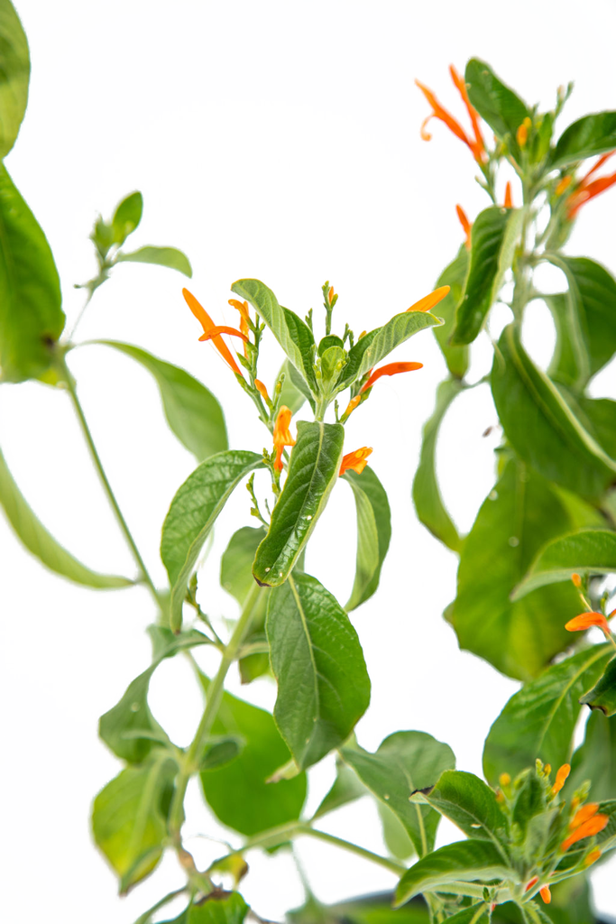 Close-up of Justicia spicigera flowers, highlighting the vivid orange tubular blooms surrounded by soft green leaves, a favorite for hummingbirds year-round.