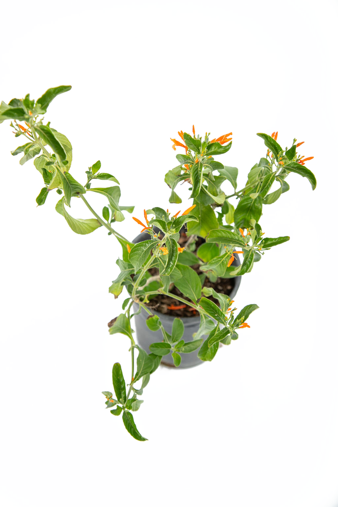 Top-down view of Justicia spicigera, emphasizing its lush, velvety foliage and vibrant orange blooms scattered evenly across the shrub.