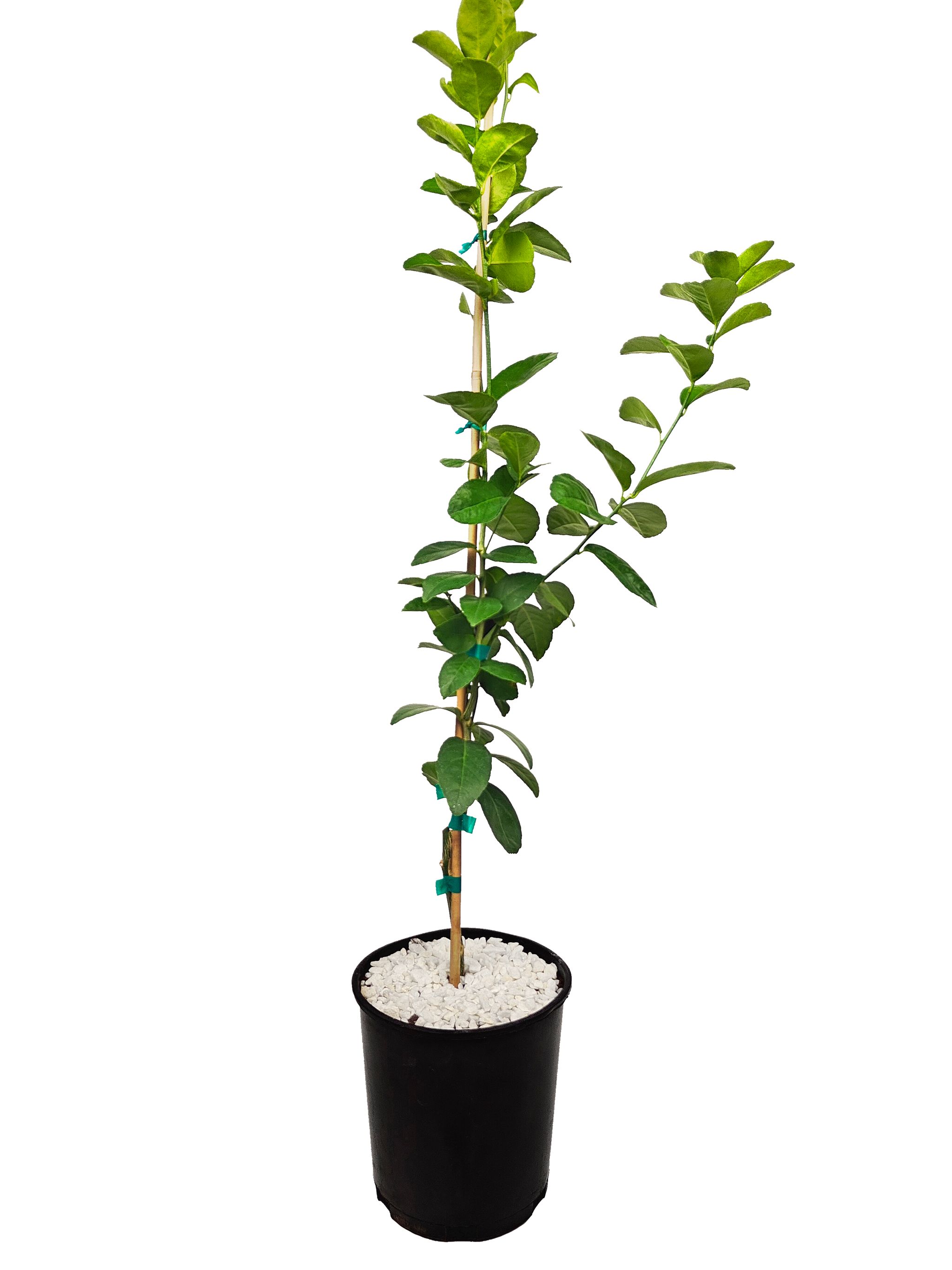 Citrus Collection – Happy Valley Plants