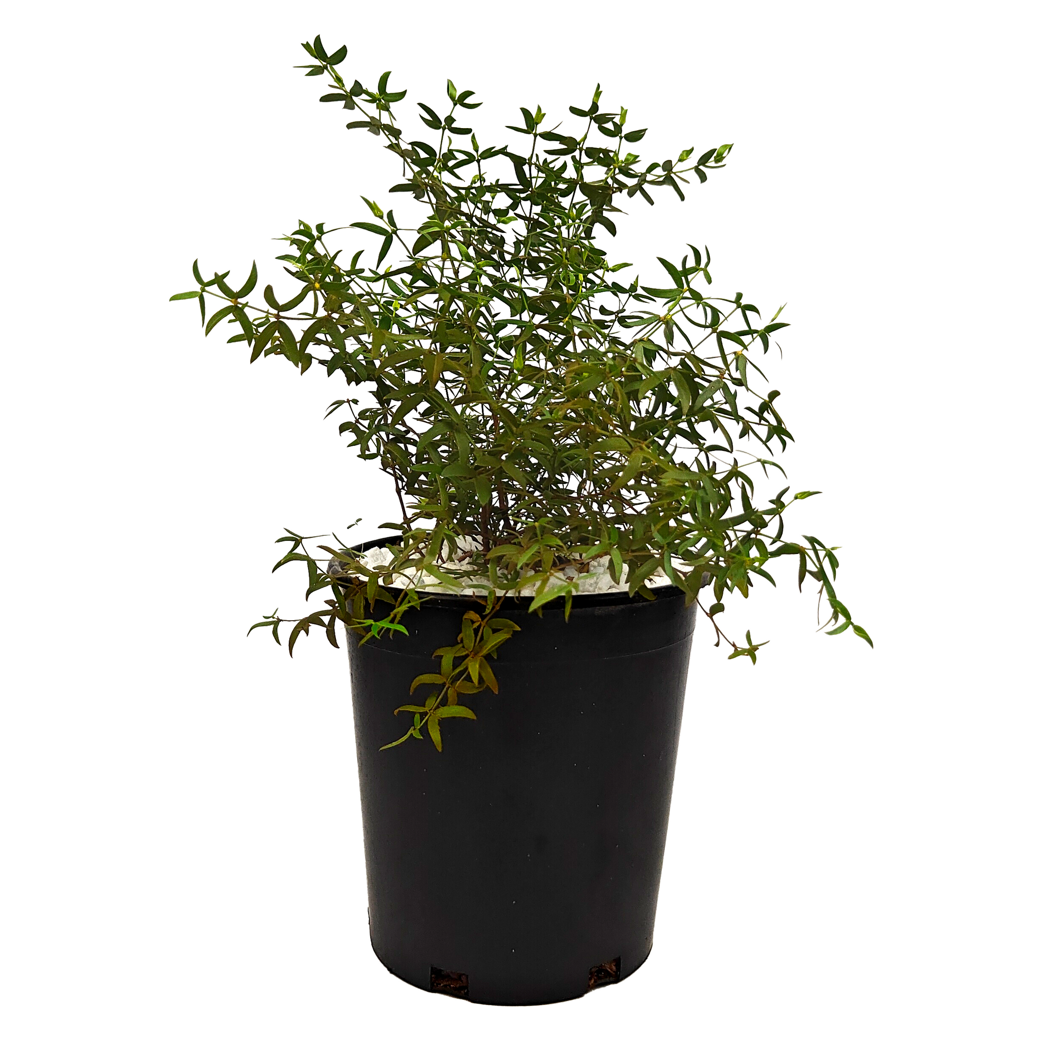 Shrub Collection – Happy Valley Plants