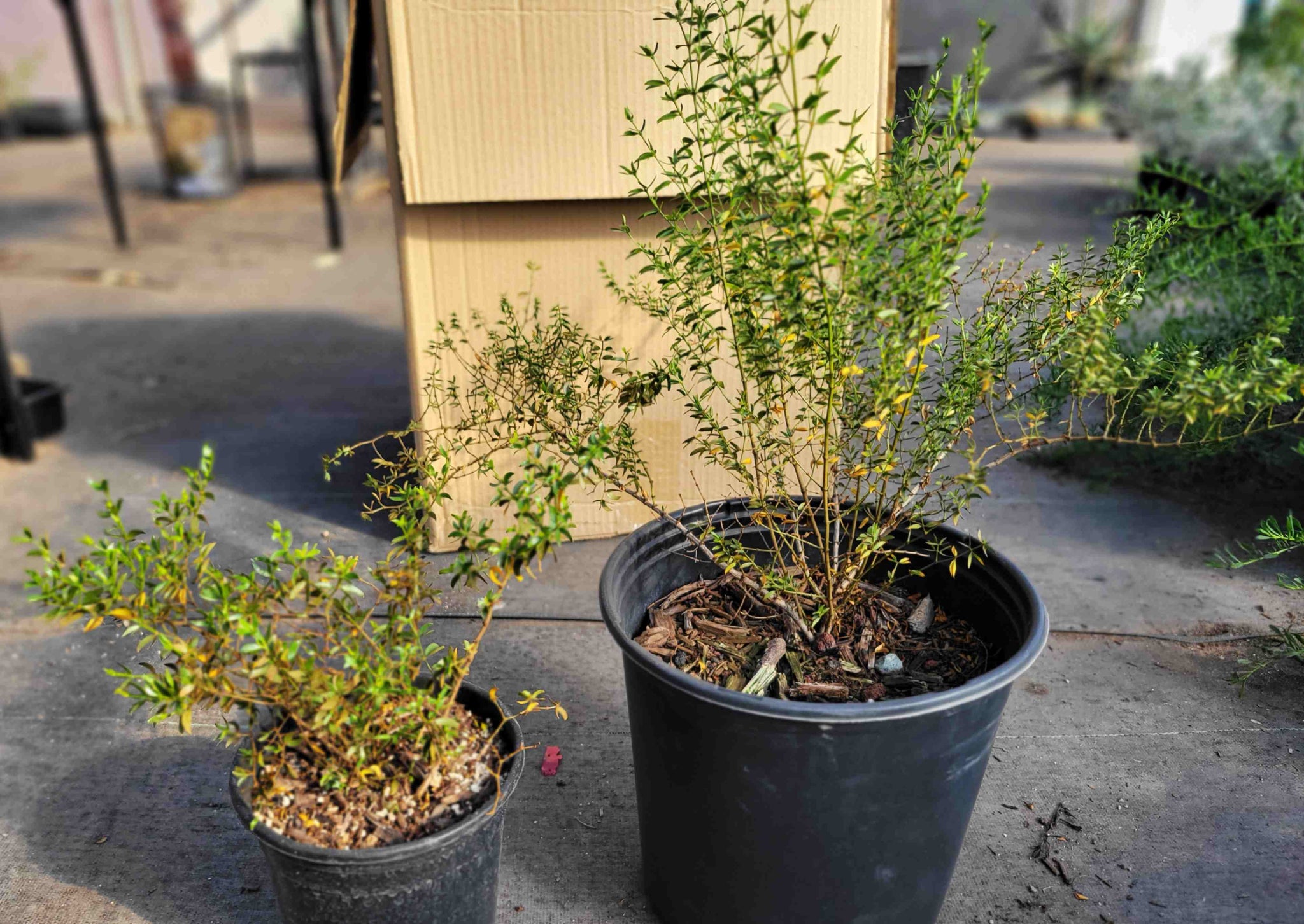 Larrea tridentata - Creosote Bush – Happy Valley Plants