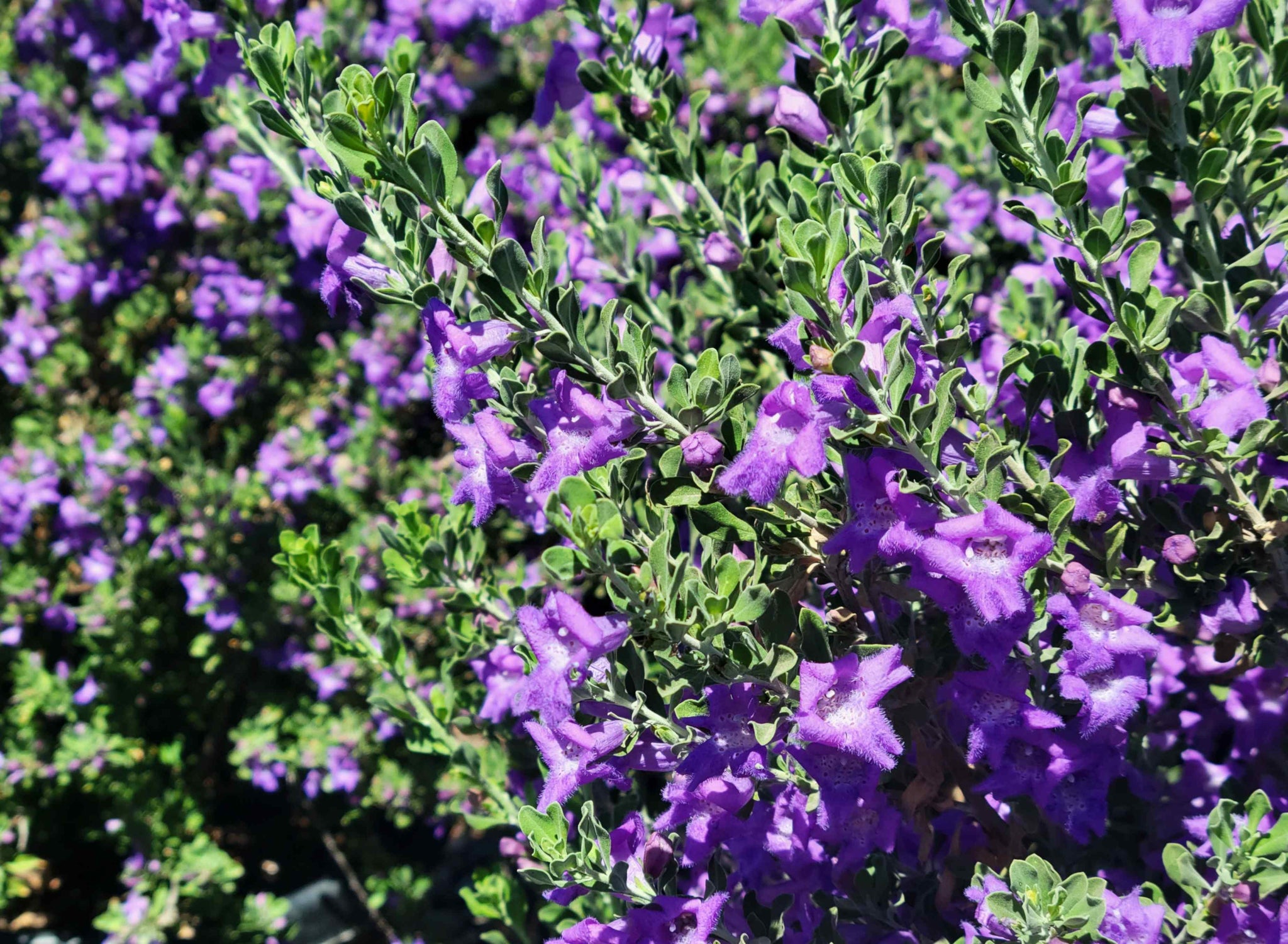 Leucophyllum langmaniae 'Rio Bravo' – Happy Valley Plants