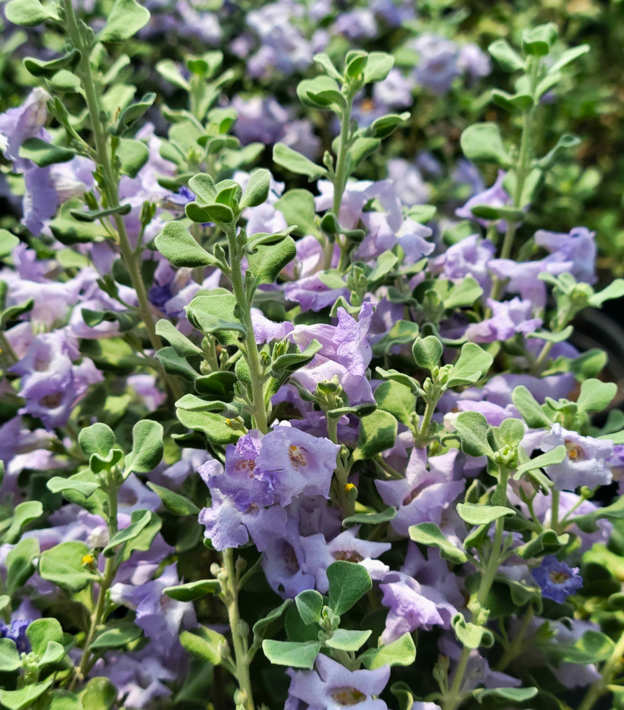 Leucophyllum langmaniae 'Lynn's Legacy' – Happy Valley Plants