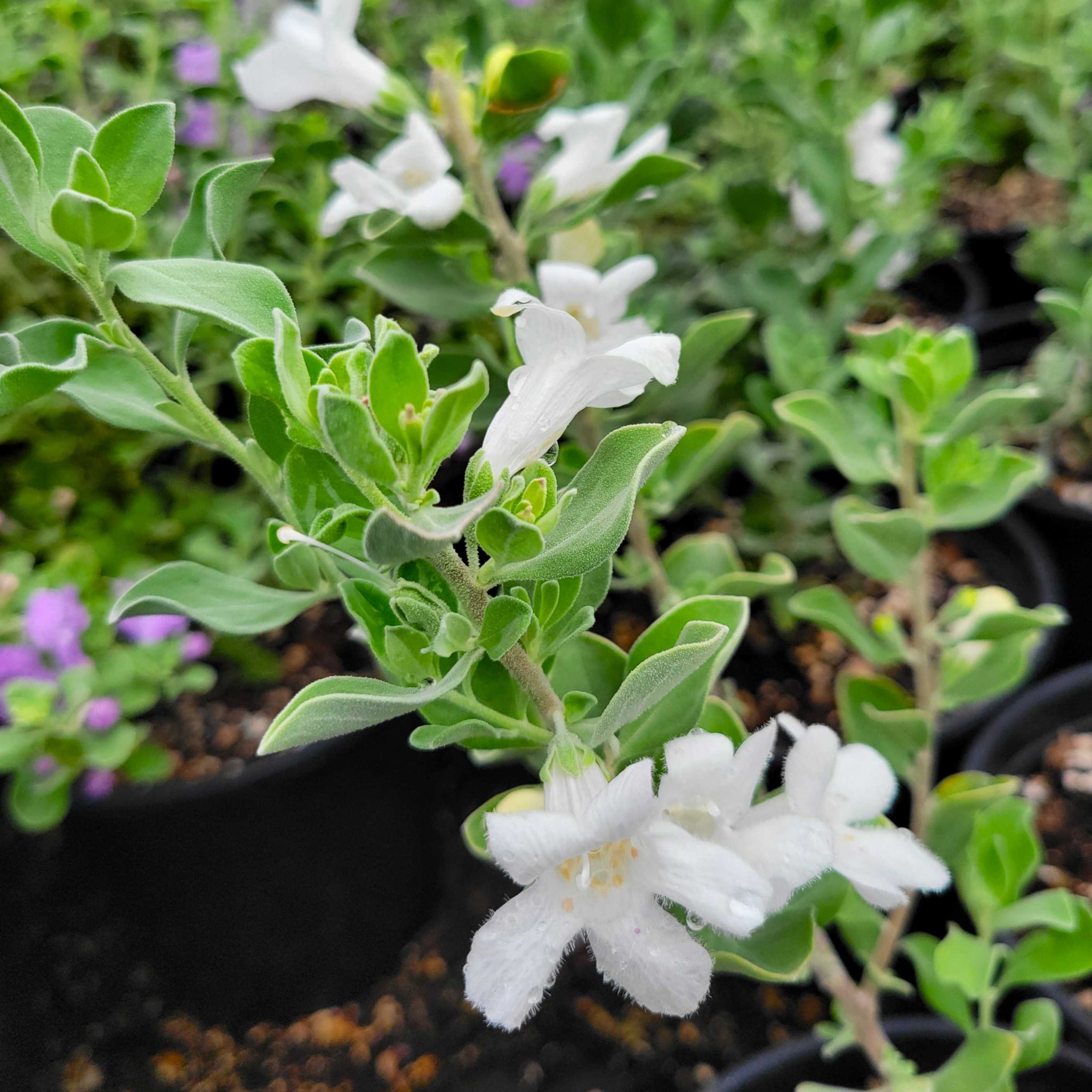 【はるplants】 Shrub Collection – Happy Valley Plants
