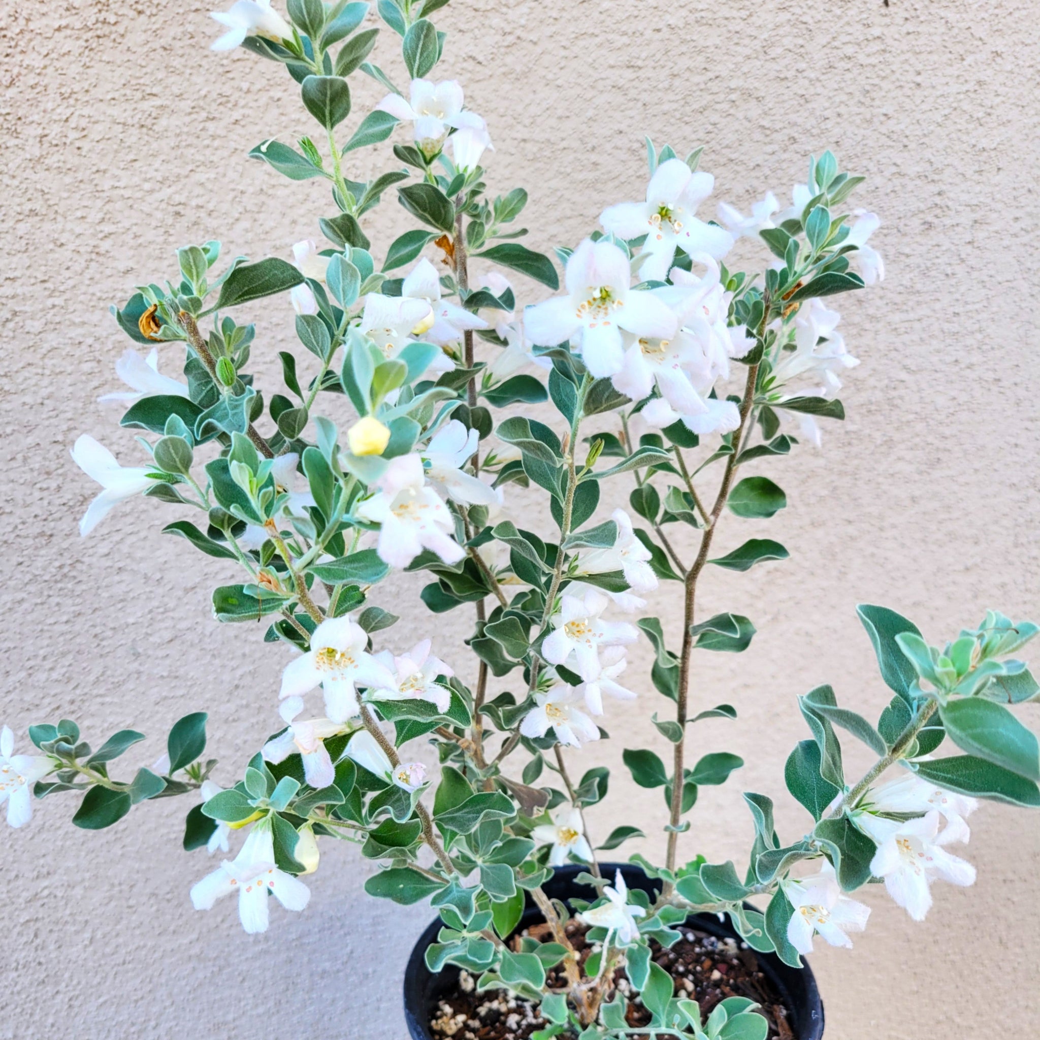 Shrub Collection – Happy Valley Plants
