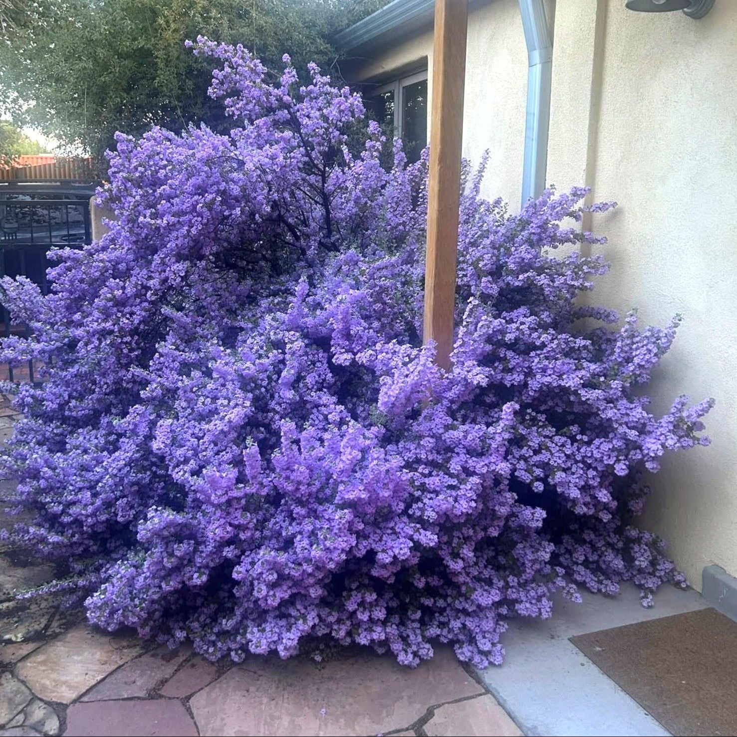 Leucophyllum langmaniae 'Lynn's Legacy' – Happy Valley Plants