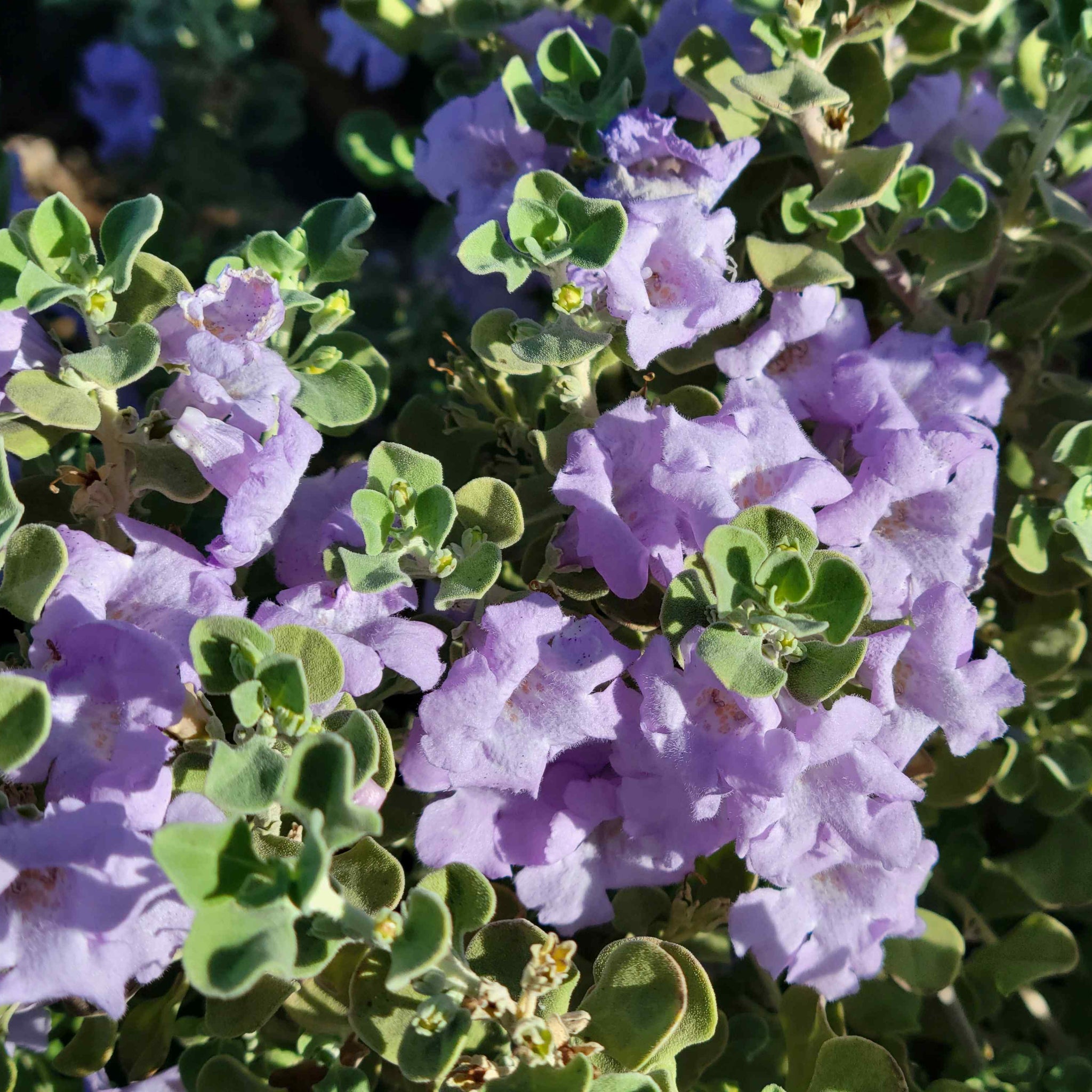 Leucophyllum langmaniae 'Lynn's Legacy' – Happy Valley Plants
