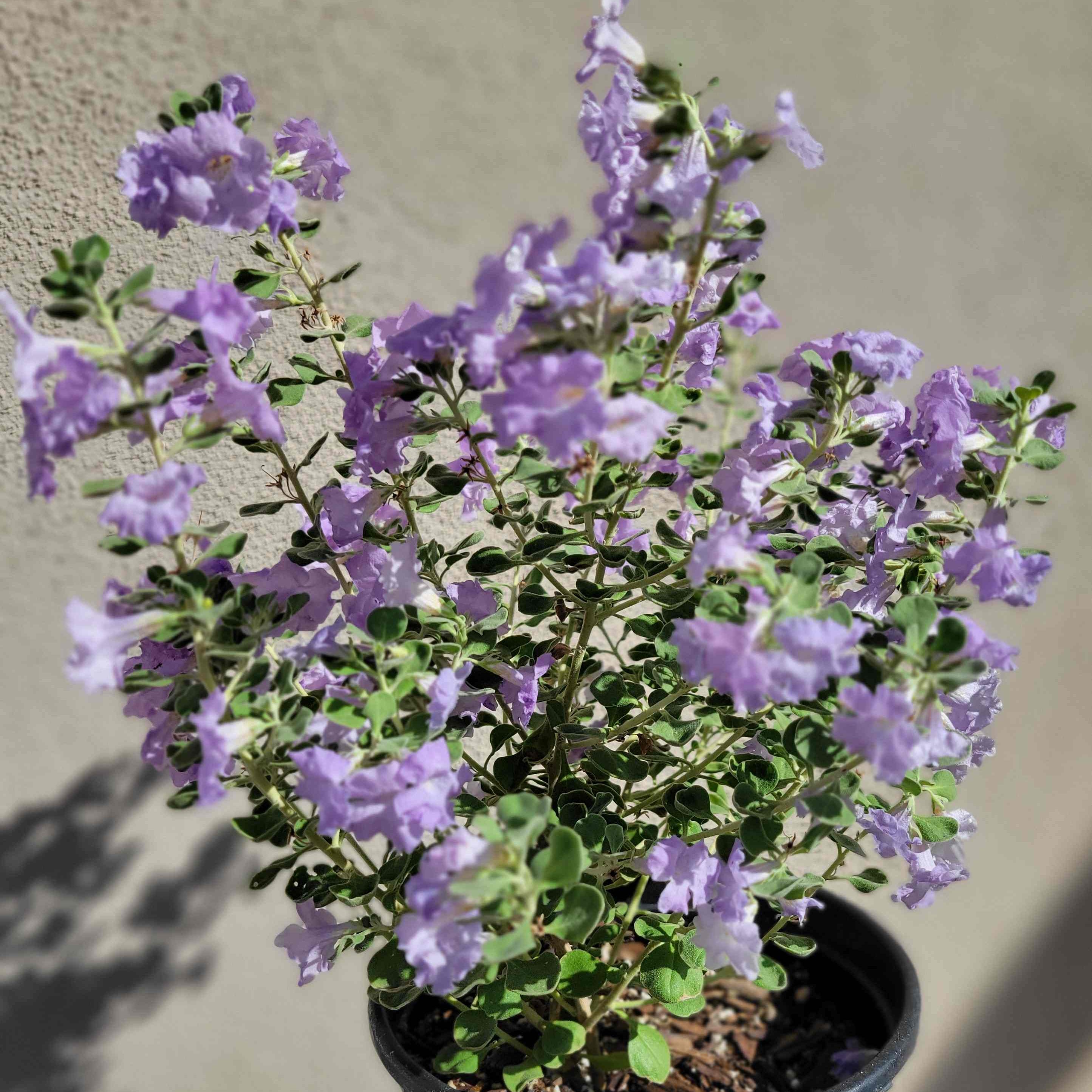 Leucophyllum langmaniae 'Lynn's Legacy' – Happy Valley Plants