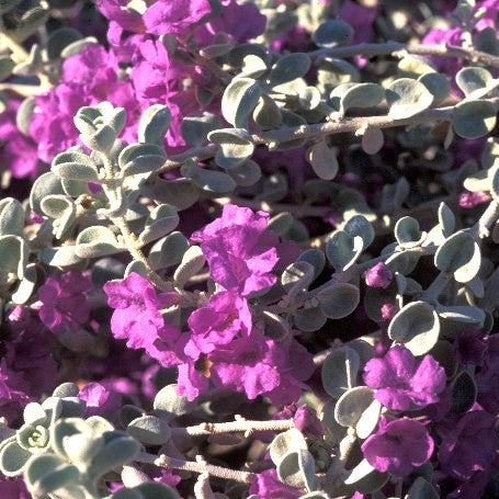 Leucophyllum zygophyllum - Blue Ranger / Cimarron Sage – Happy