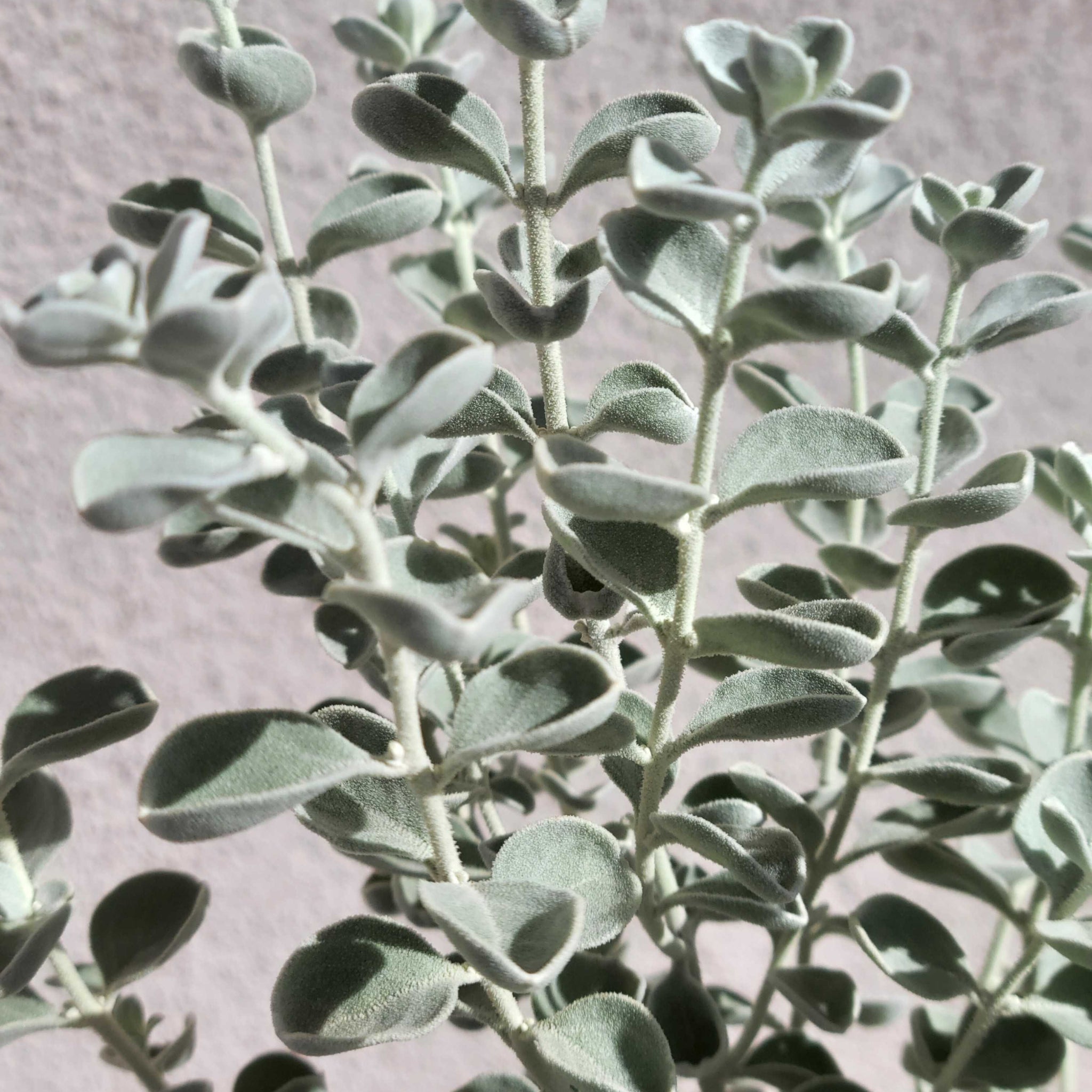 Leucophyllum zygophyllum - Blue Ranger / Cimarron Sage – Happy