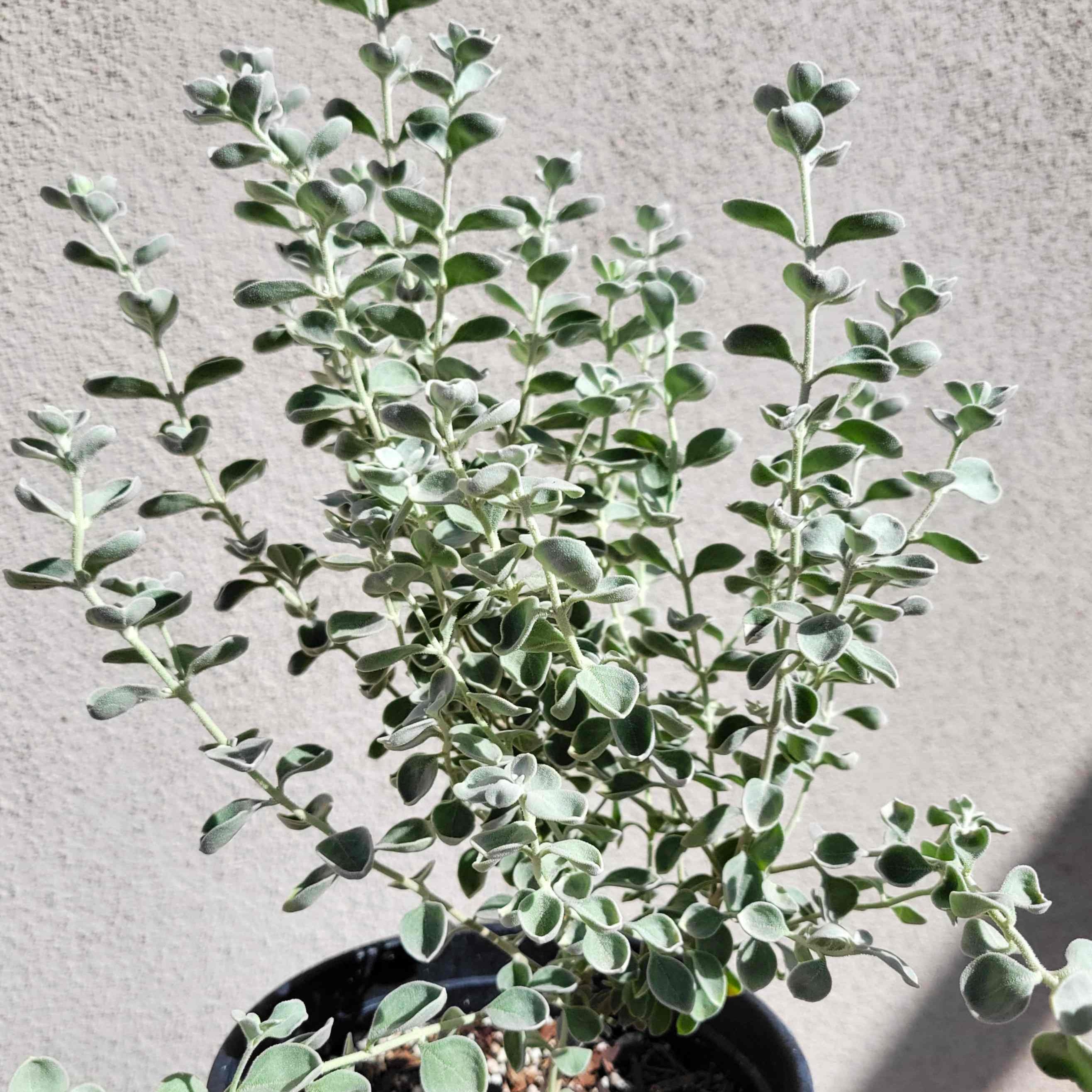 Leucophyllum_zygophyllum_-