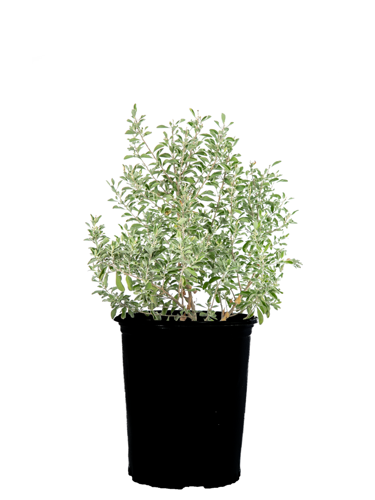 High-angle view of Leucophyllum spp., showcasing various forms and sizes with silvery, green, and gray foliage. Vibrant flowers in hues of pink, purple, and white flush seasonally, attracting pollinators.