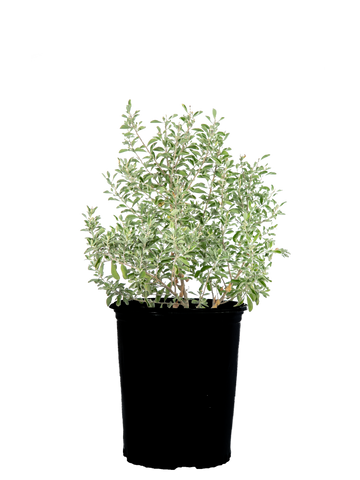 High-angle view of Leucophyllum spp., showcasing various forms and sizes with silvery, green, and gray foliage. Vibrant flowers in hues of pink, purple, and white flush seasonally, attracting pollinators.