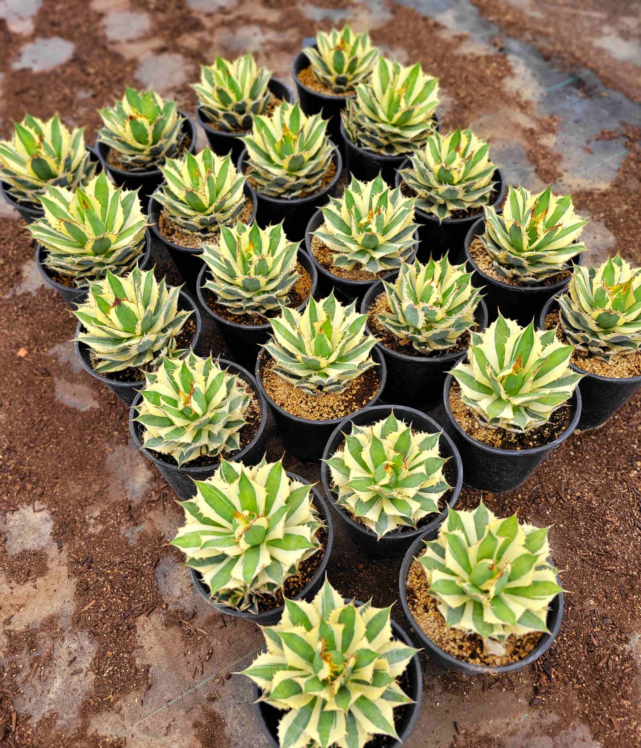 Agave titanota 'Snaggle Tooth' – Happy Valley Plants