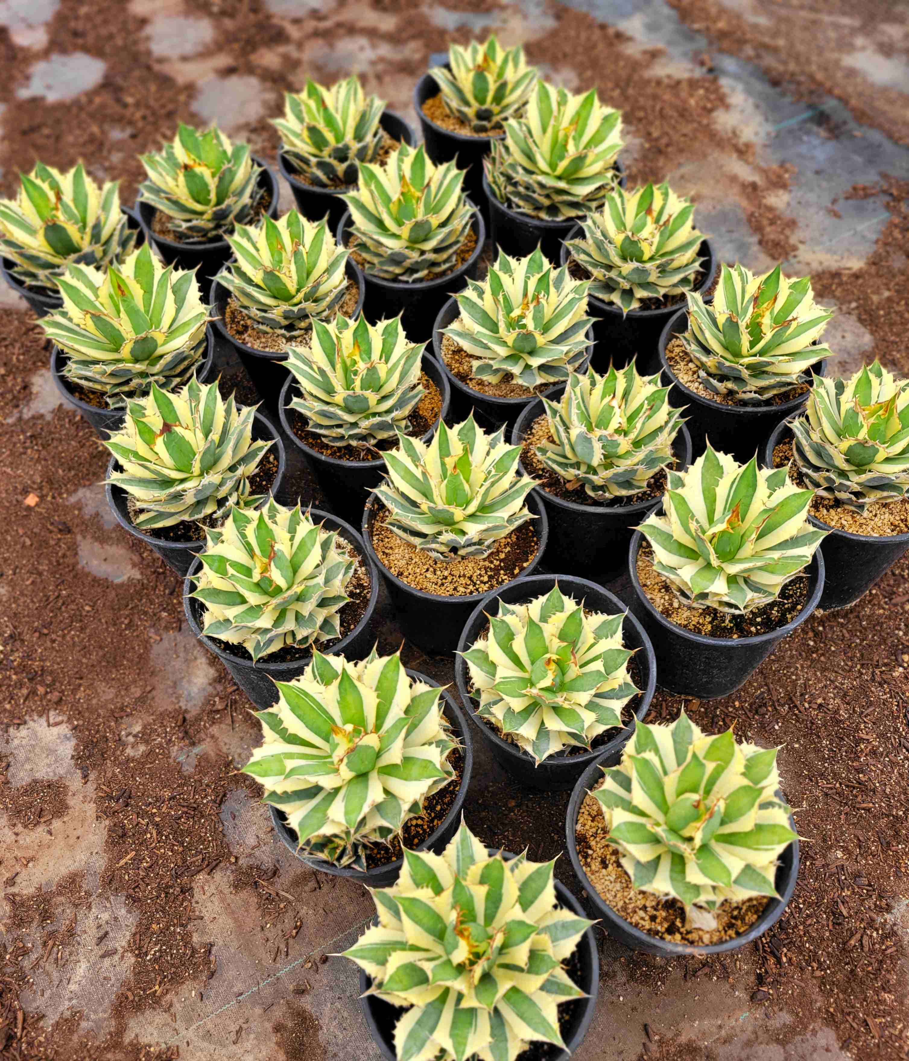 Agave titanota 'Snaggle Tooth' – Happy Valley Plants