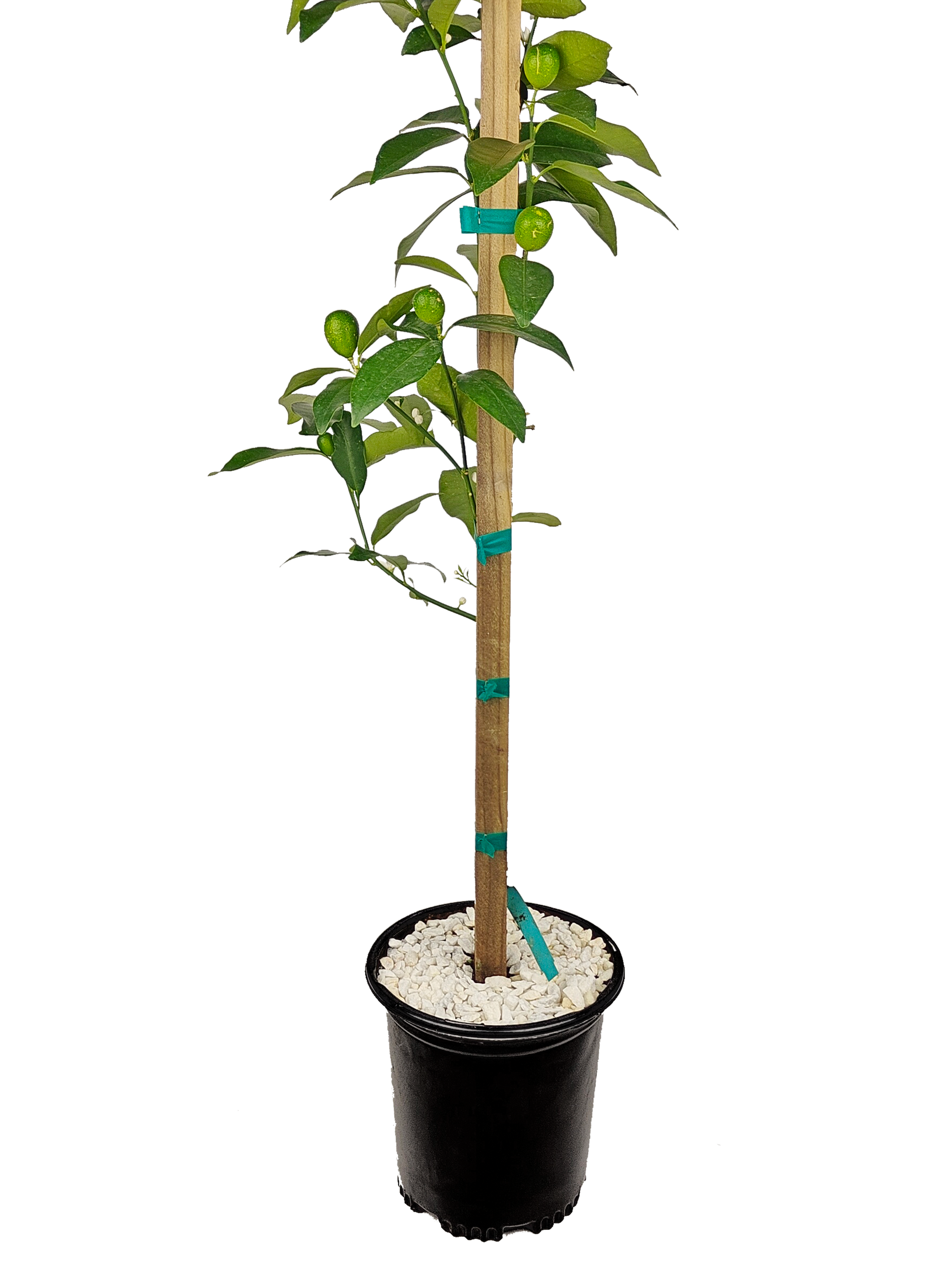 Lisbon Lemon Tree (8AL) – Happy Valley Plants