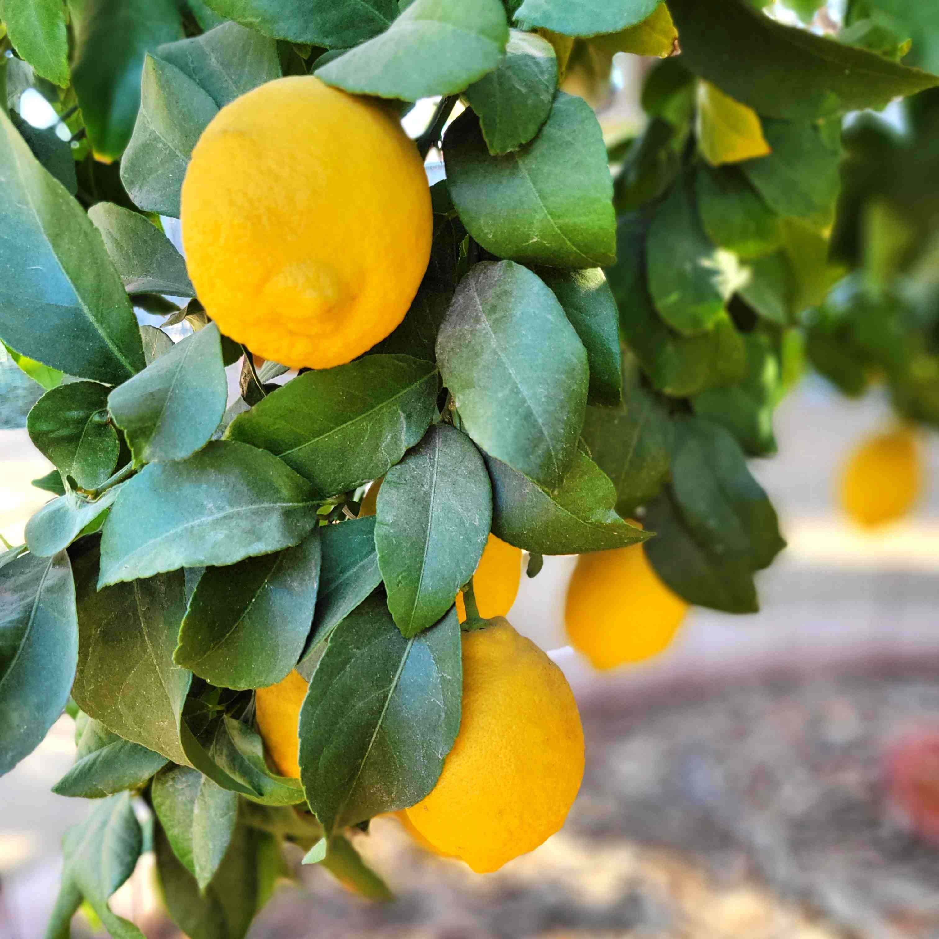 Lisbon Lemon Tree (8AL) – Happy Valley Plants