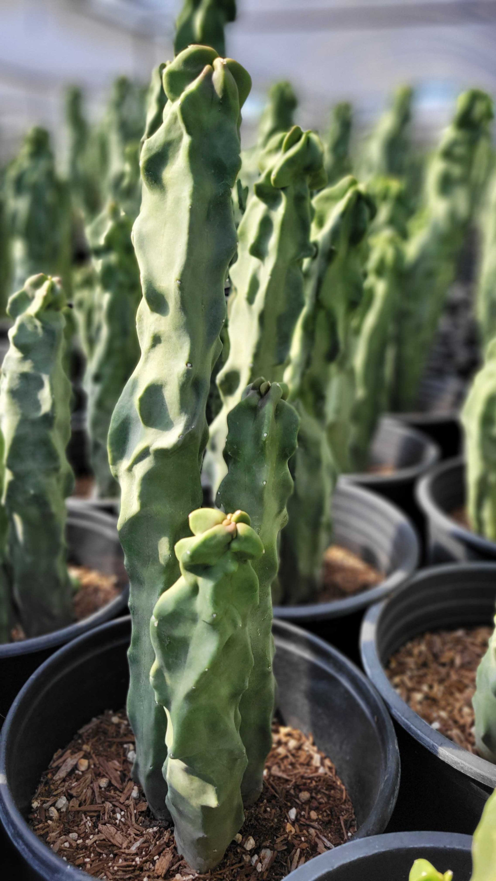 Skinny Twisted Totem Pole Cactus - Rare – Happy Valley Plants