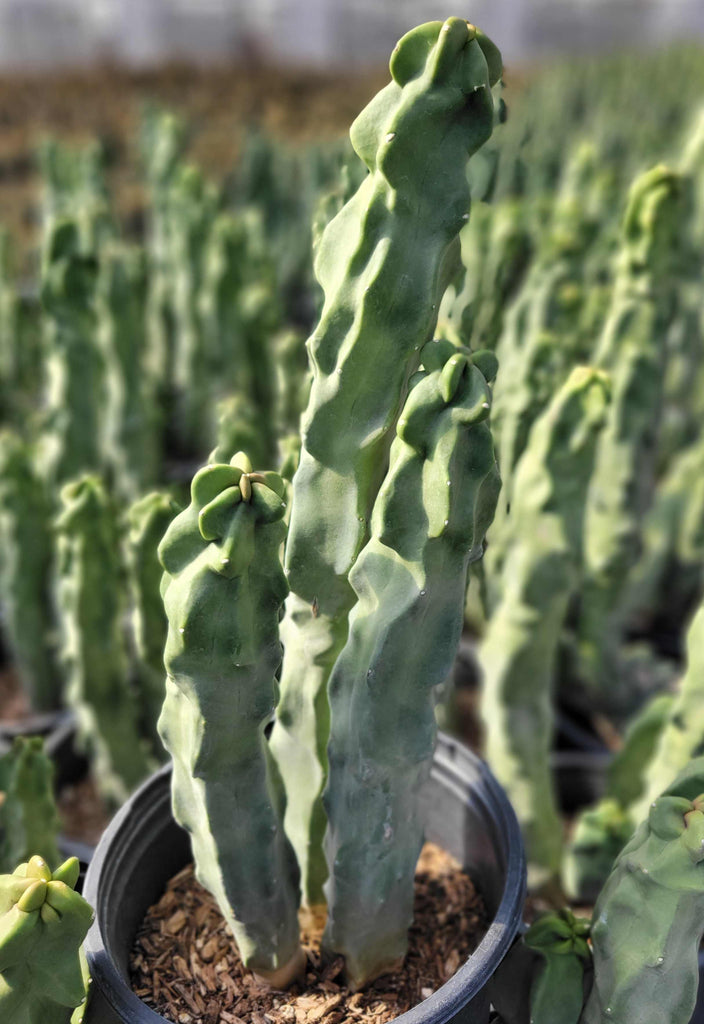 Cacti Collection – Happy Valley Plants