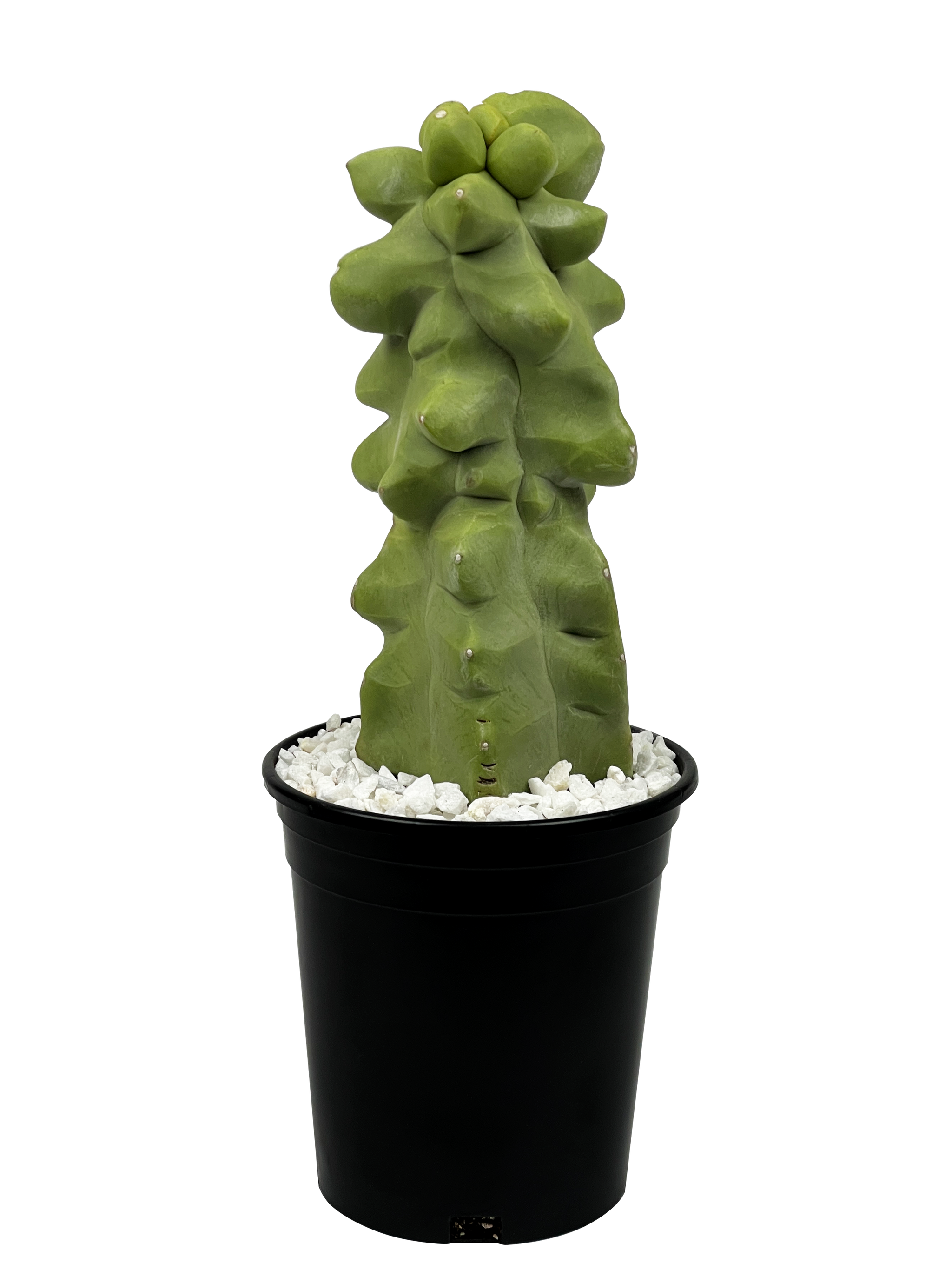 Lophocereusschottifmonstrosus-