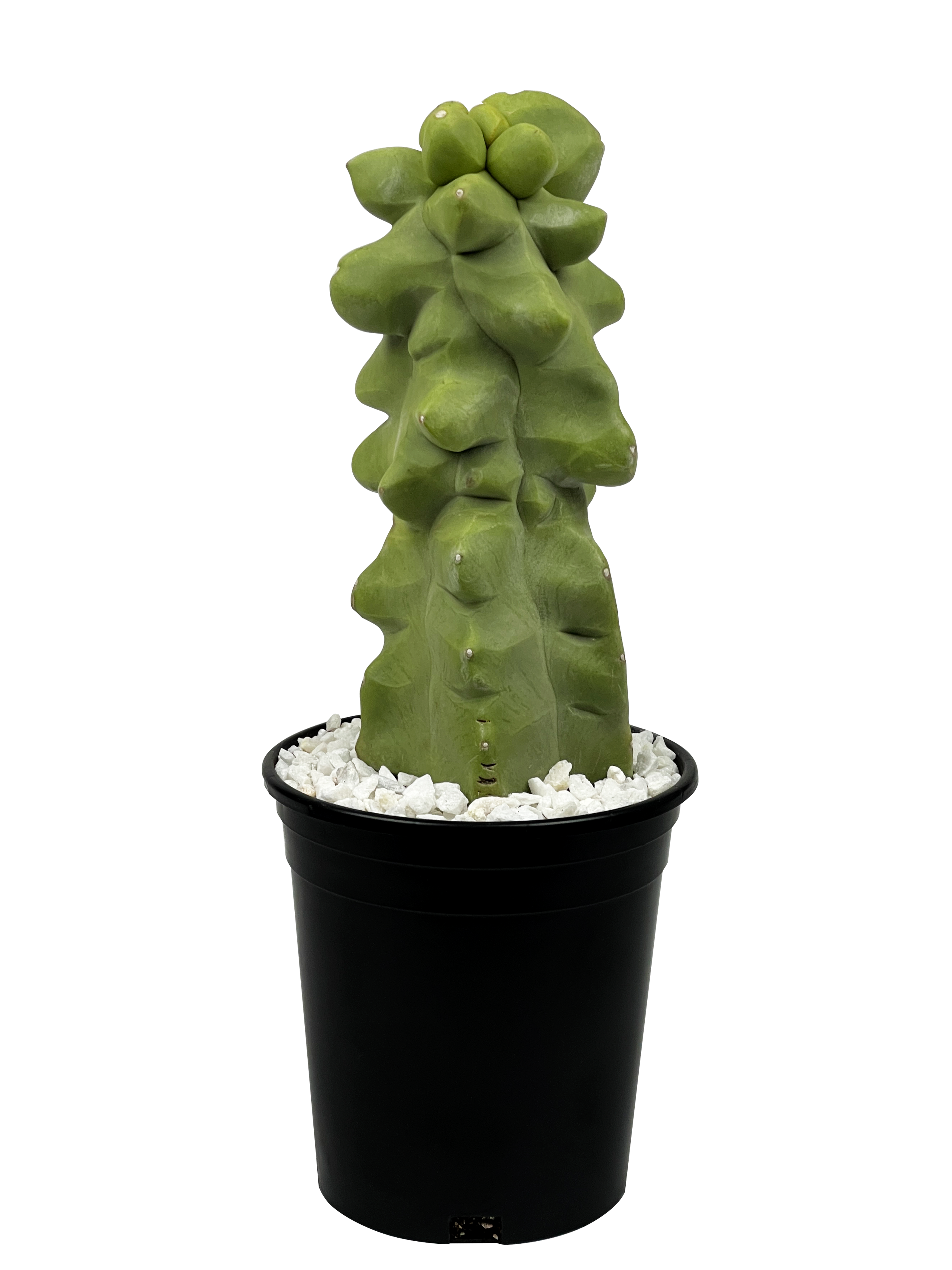 totem pole succulent Lophocereus schotti f. monstrosus major