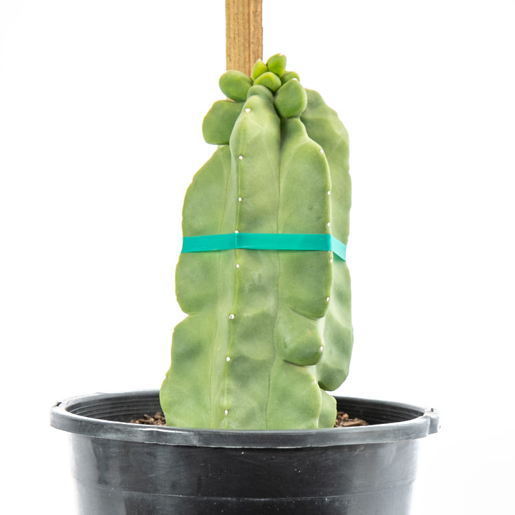 Lophocereus schotti f. monstrosus major