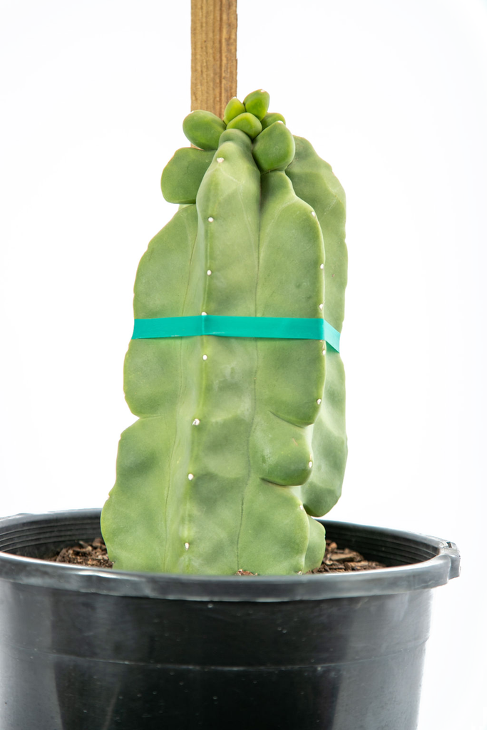 Close up view of the Totem Pole cactus, focusing on the smooth, spine-free, knobby texture of the columns. The cactus features a bright, chartreuse color and a unique, well-behaved growth habit. The absence of spines and bristles gives it a clean, sculptural appearance. Grows best in full to part sun, hardy in USDA zones 9-11.