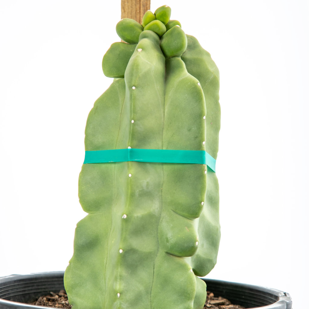 is san pedro cactus the same as peyote Lophocereus schotti f. monstrosus major