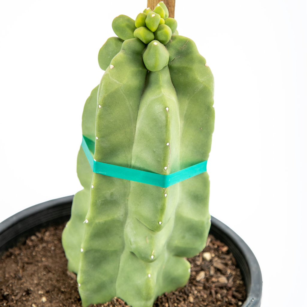 Lophocereus schotti f. monstrosus major