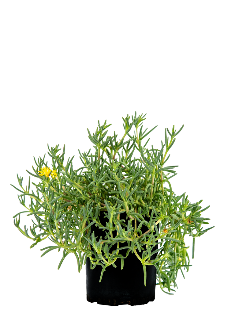 High-angle view of Malephora lutea, a groundcover succulent with lush, bright green foliage. Yellow daisy-like flowers dot the plant, blooming intermittently throughout the year, creating a vibrant display.