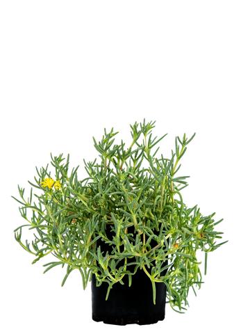 High-angle view of Malephora lutea, a groundcover succulent with lush, bright green foliage. Yellow daisy-like flowers dot the plant, blooming intermittently throughout the year, creating a vibrant display.