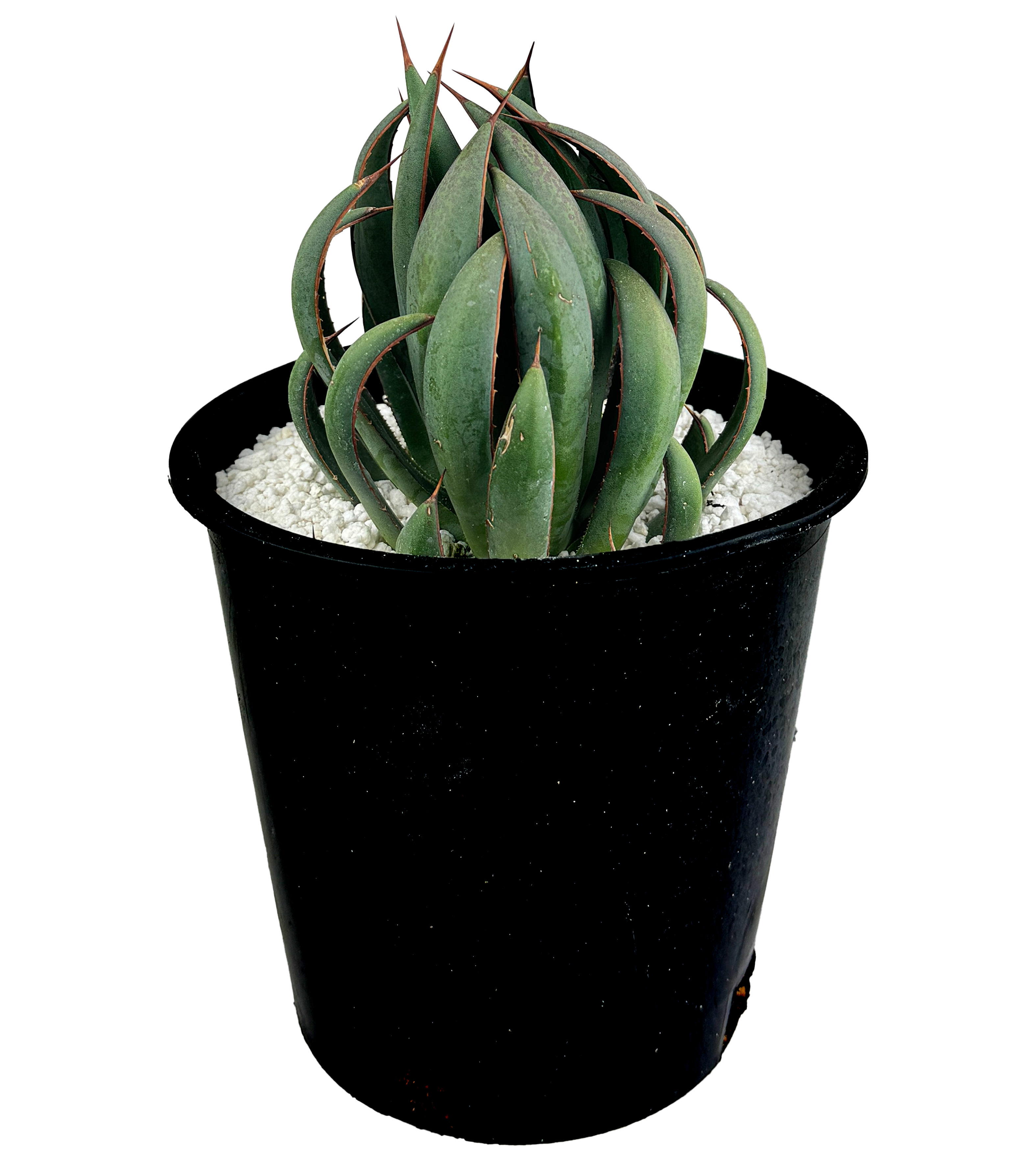 mangave plant indoors Mangave 'Praying Hands' – Happy Valley Plants