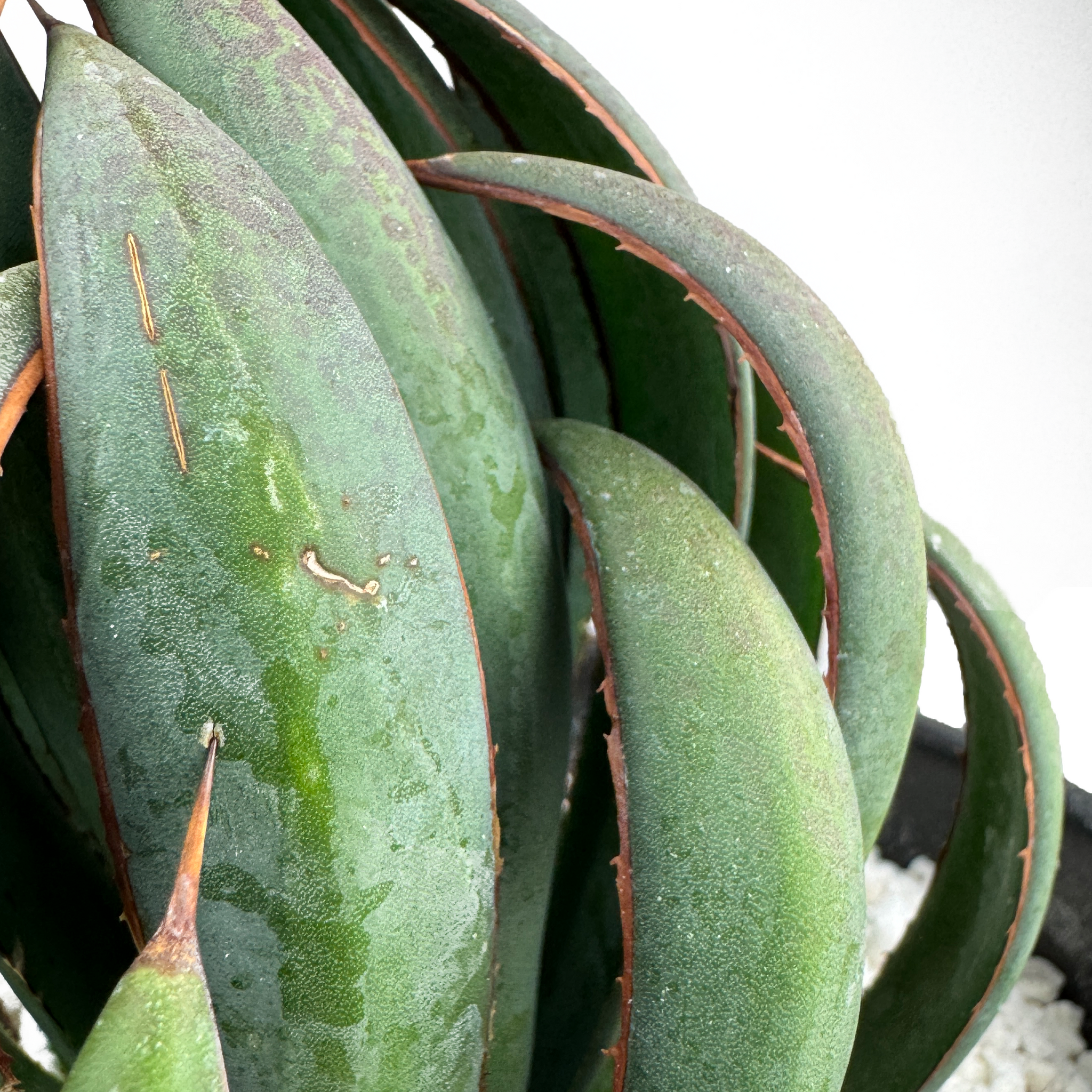 mangave praying hands plant Mangave 'Praying Hands' – Happy Valley Plants