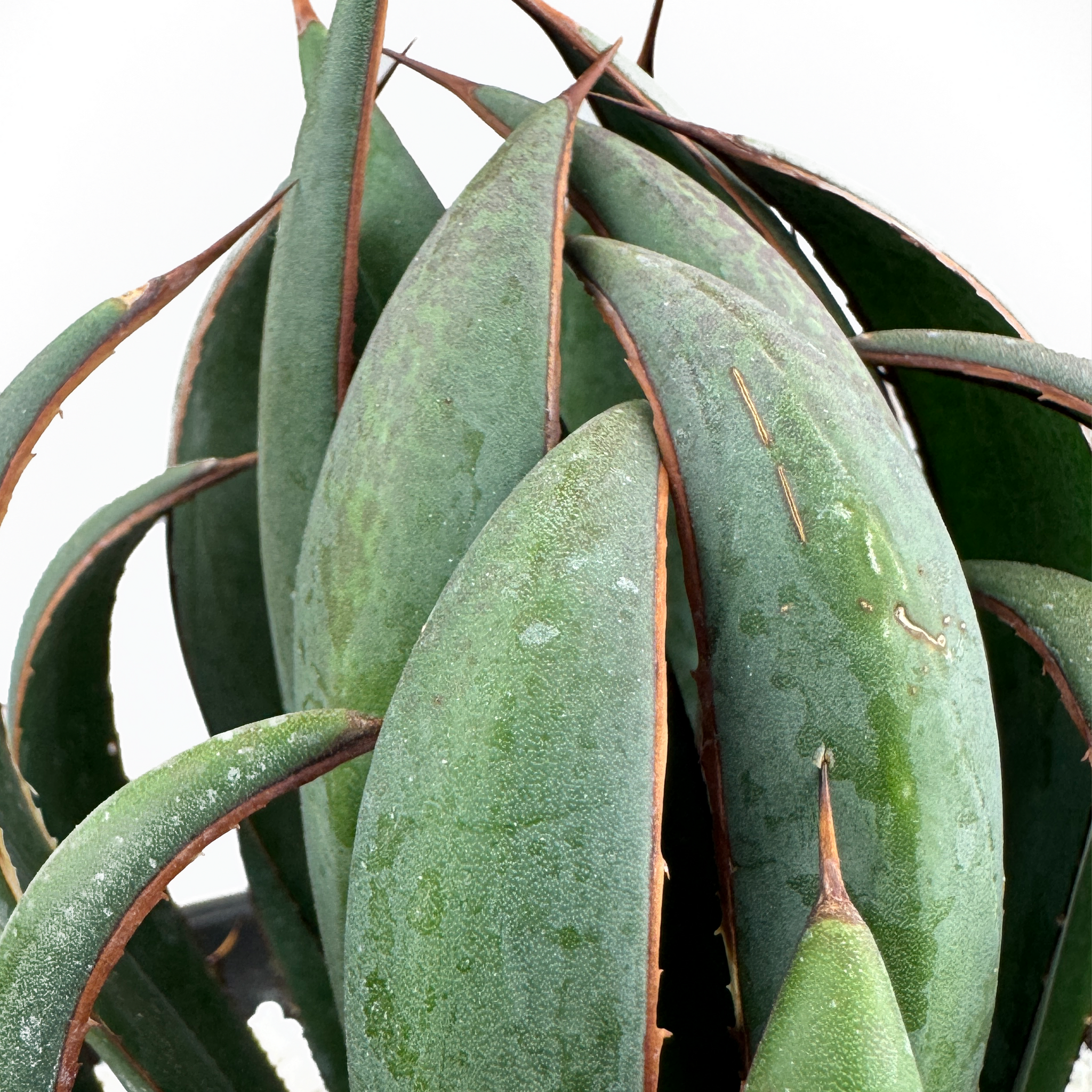 Mangave 'Praying Hands' – Happy Valley Plants