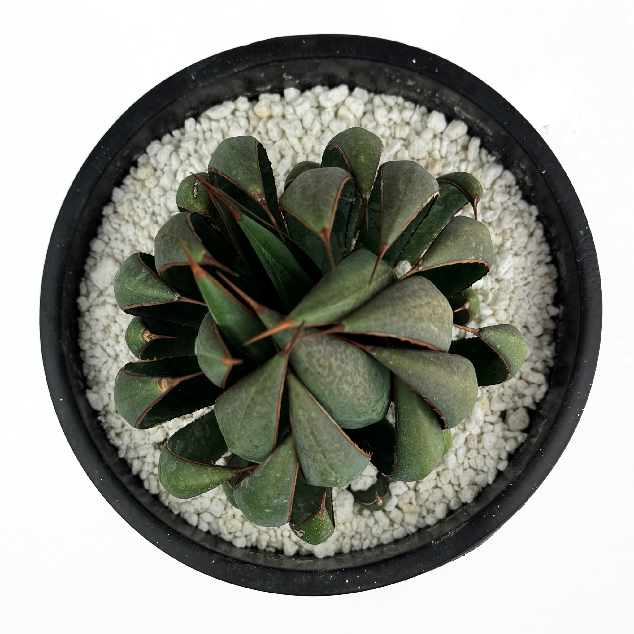 Mangave 'Praying Hands' – Happy Valley Plants