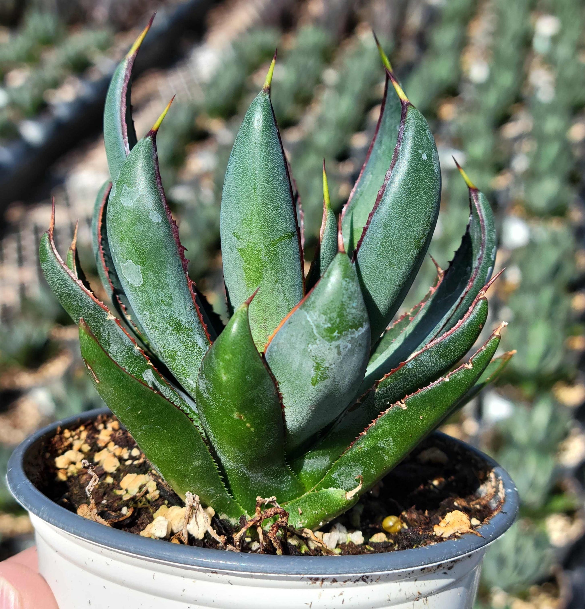 Mangave 'Praying Hands' – Happy Valley Plants