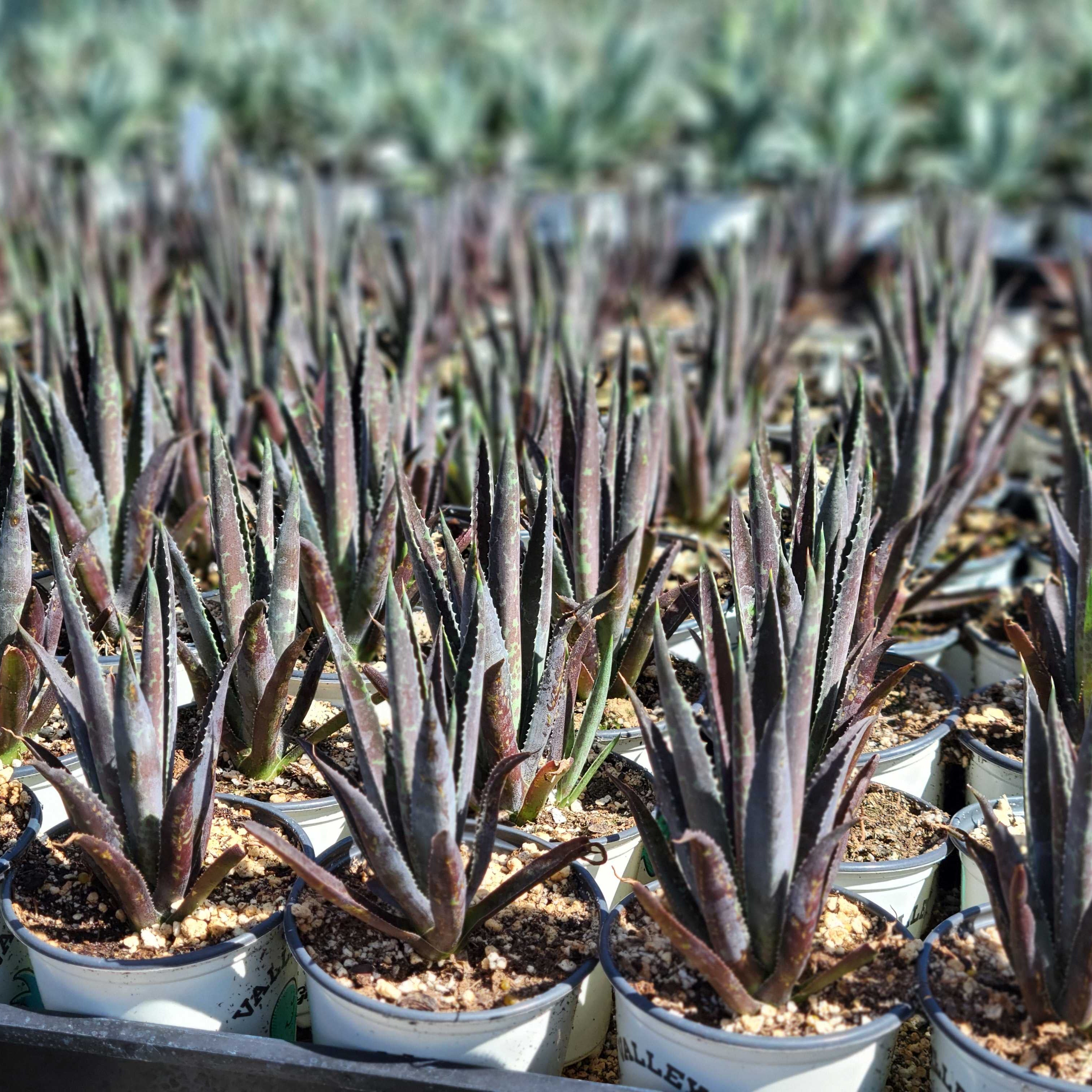 Mangave 'Thunderbird' – Happy Valley Plants