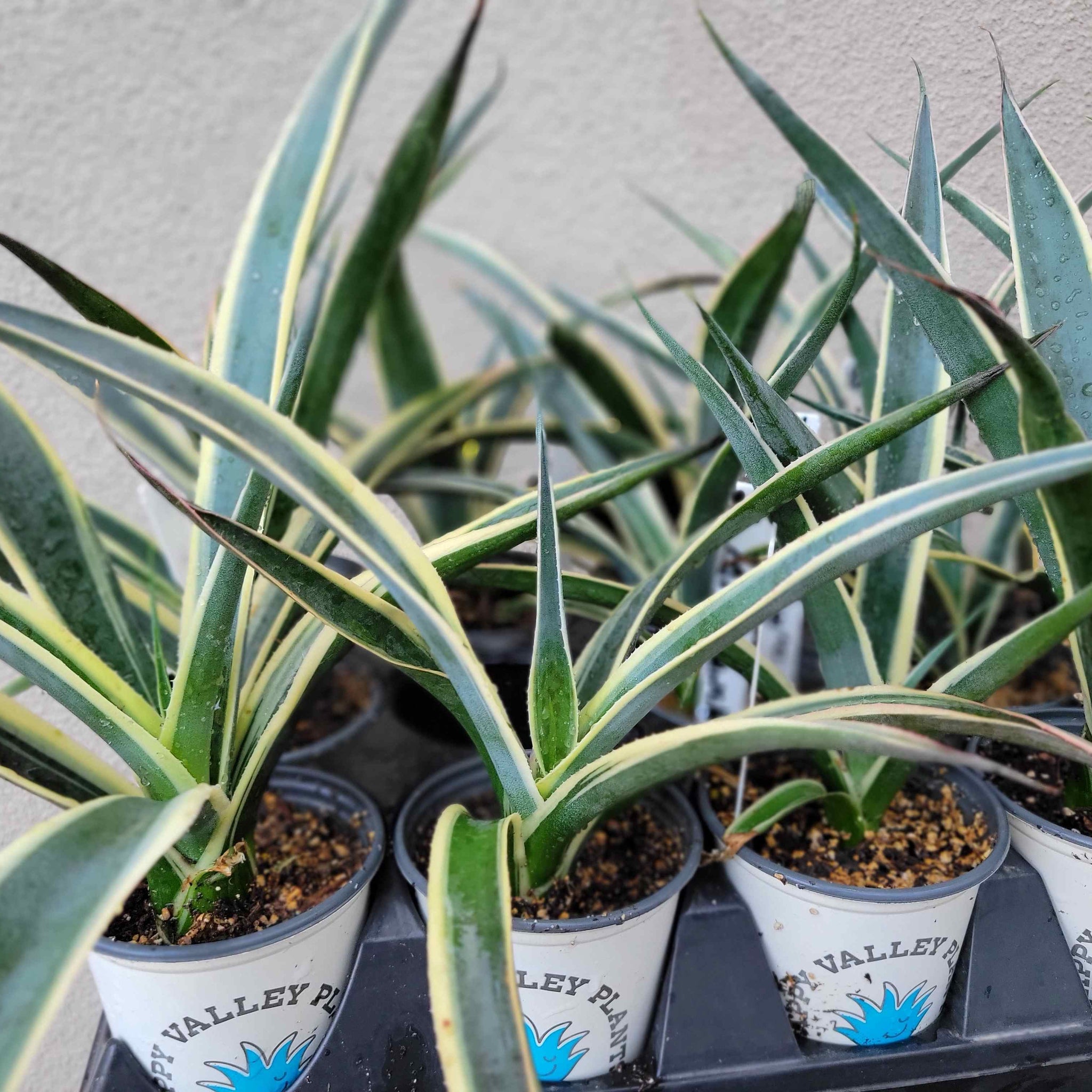 Mangave 'Snow Leopard' – Happy Valley Plants