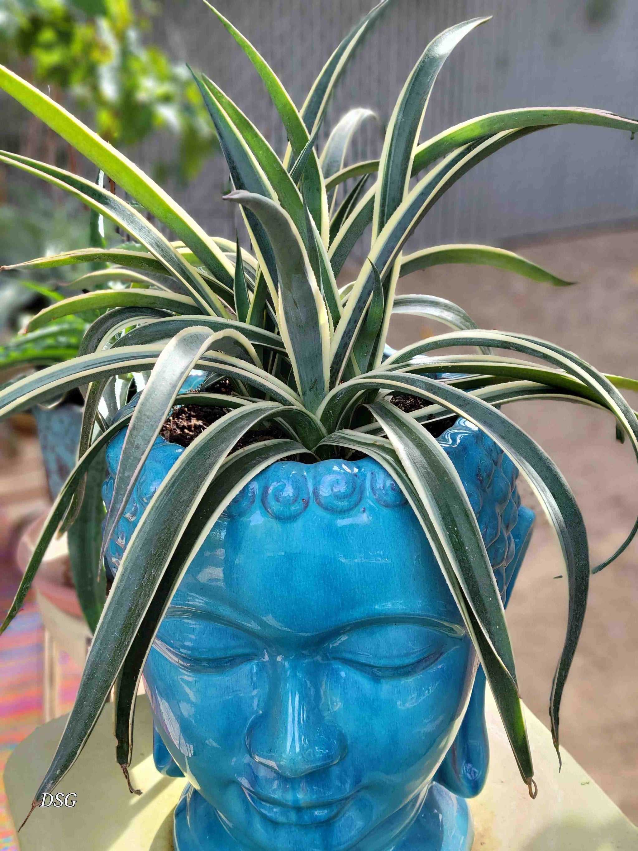 snow leopard hanging planter Mangave 'Snow Leopard' – Happy Valley Plants