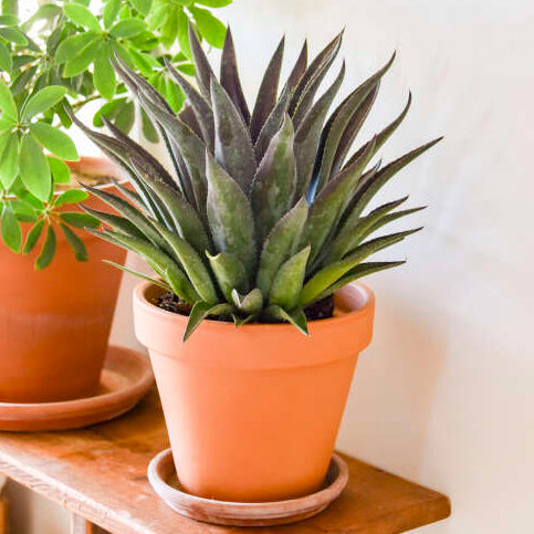 mangave plant indoors Mangave 'Thunderbird' – Happy Valley Plants