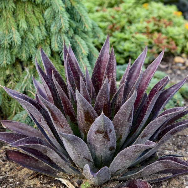 Mangave 'Thunderbird' – Happy Valley Plants