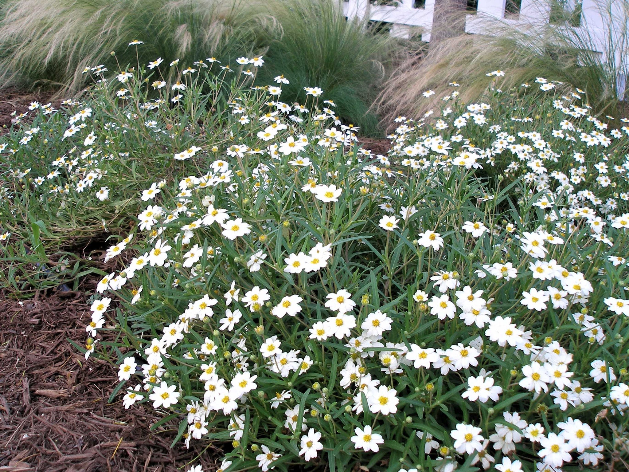 Melampodium leucanthum - Blackfoot Daisy – Happy Valley Plants